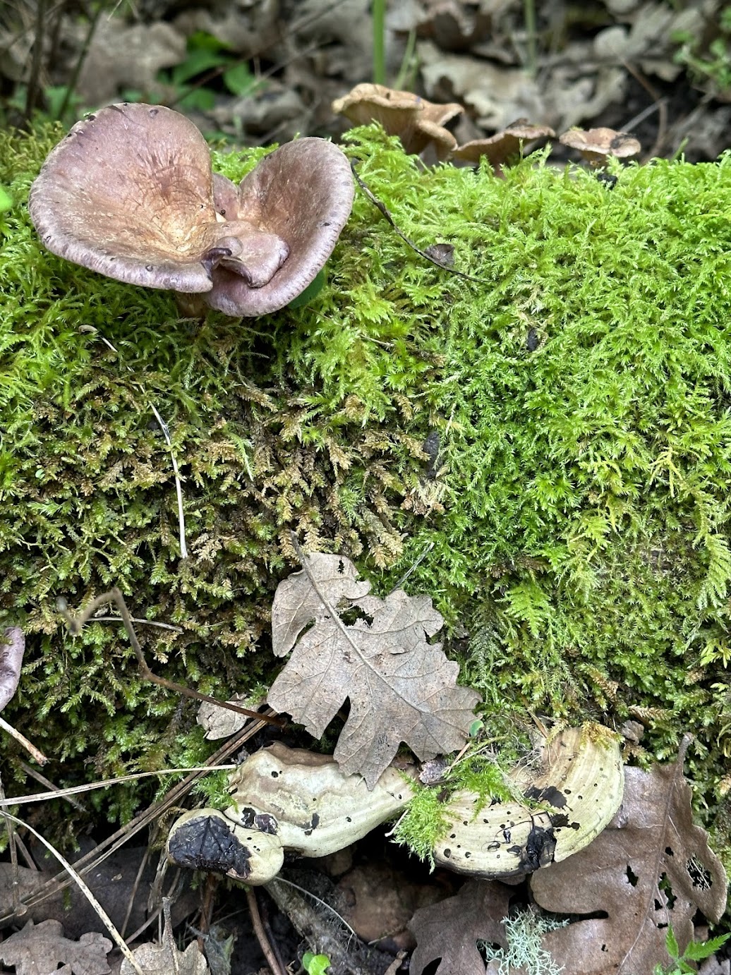 What is a Naturalist?