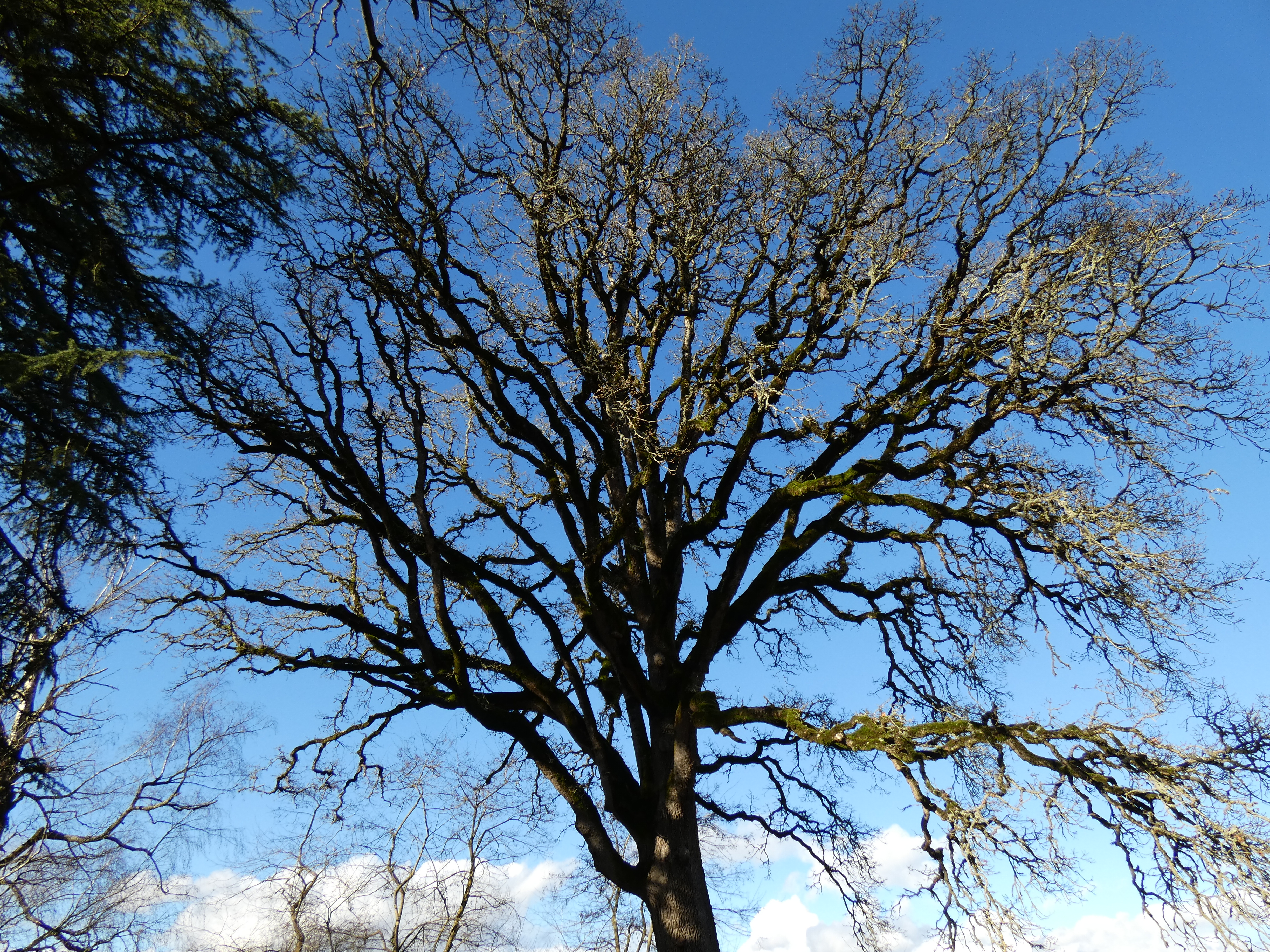 Species Spotlight: Oregon White Oak