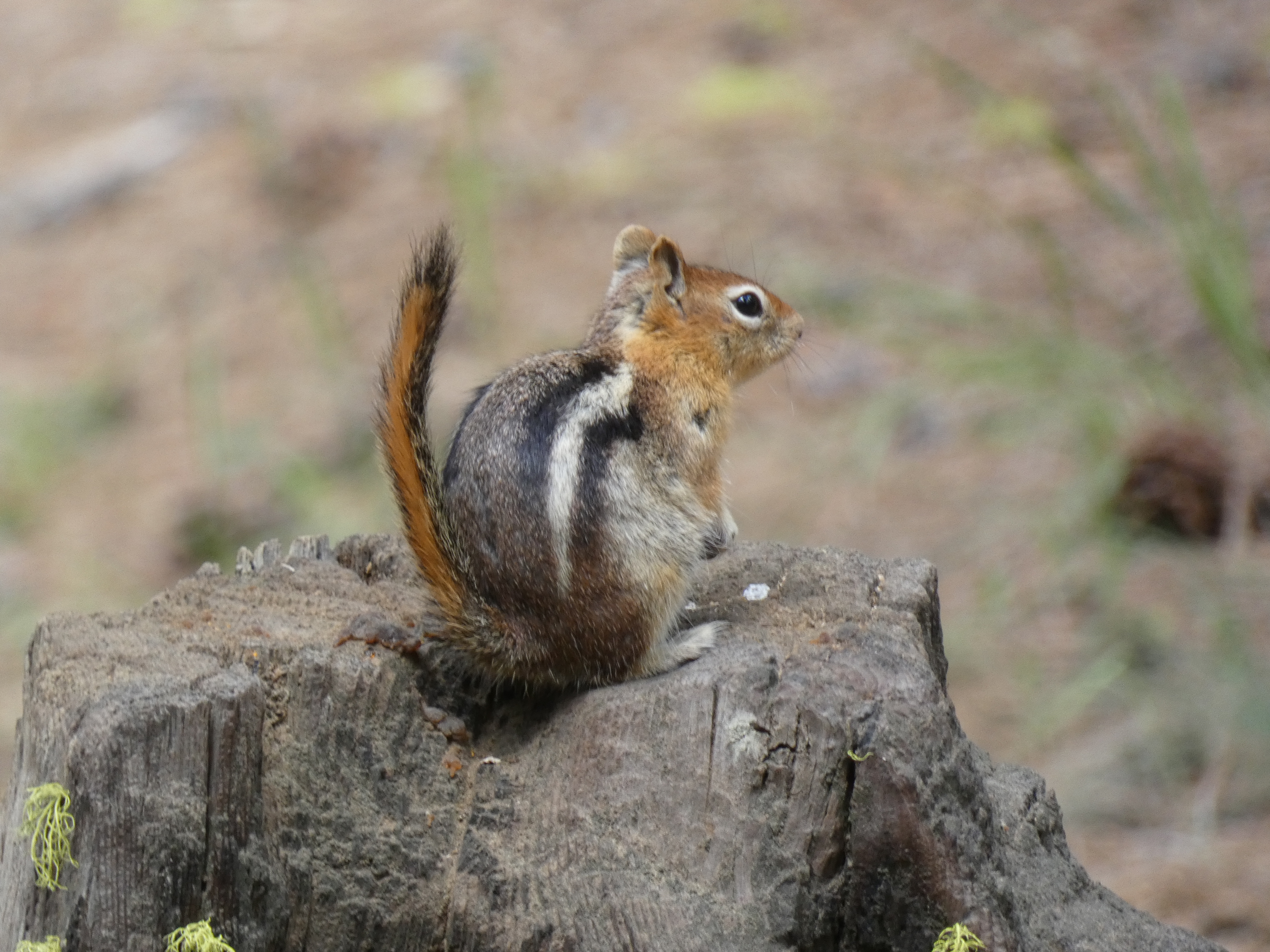 What Is It and How Do I Know? – 4 Tips for Nature Identification