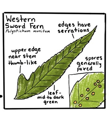 Nature Journaling is LEARNING – L is for Label