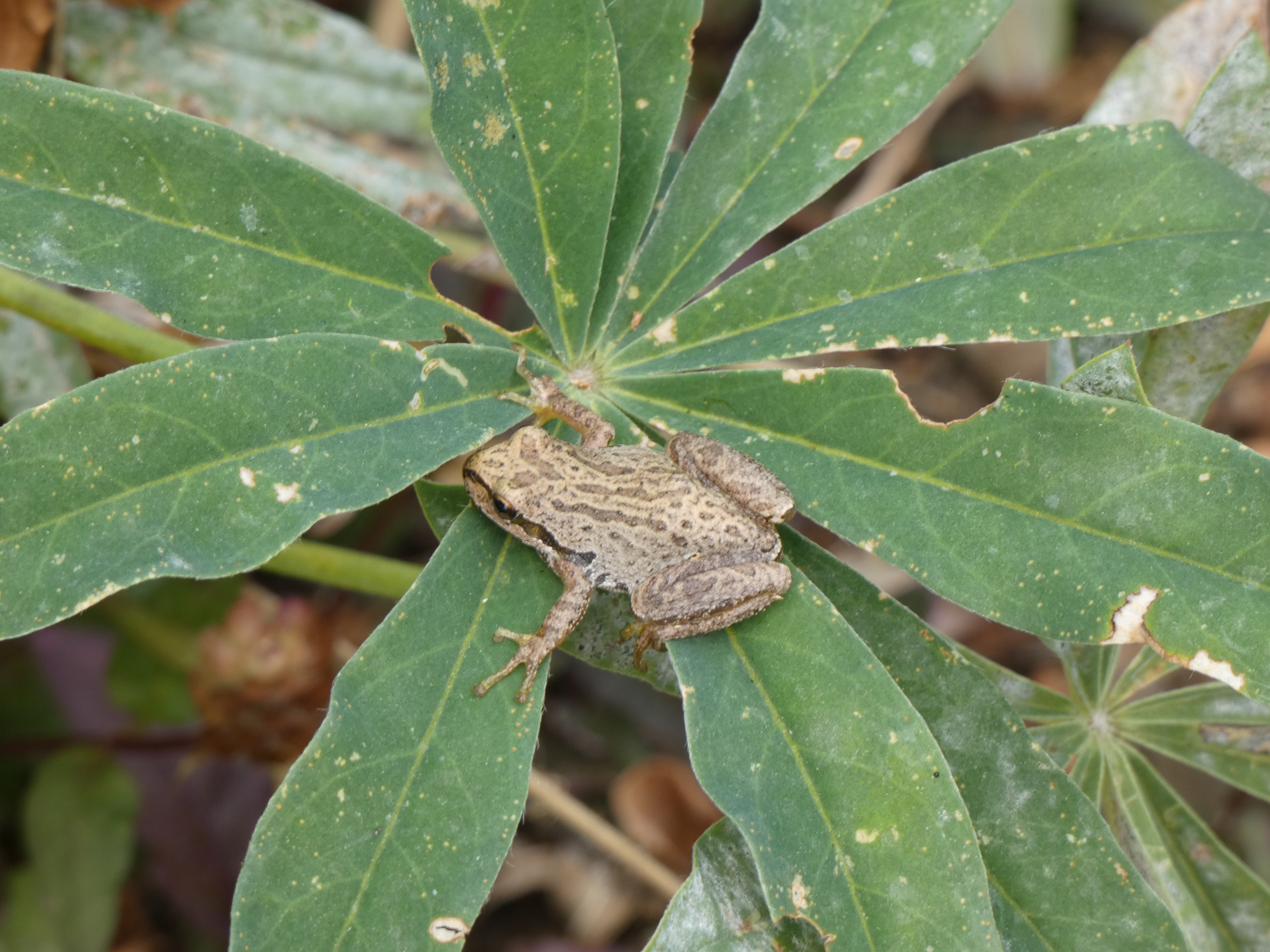 Species Spotlight: Pacific Chorus Frog