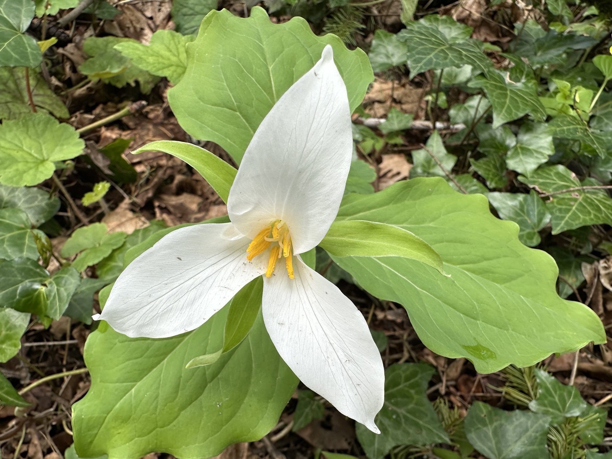 Species Spotlight: Western Trillium