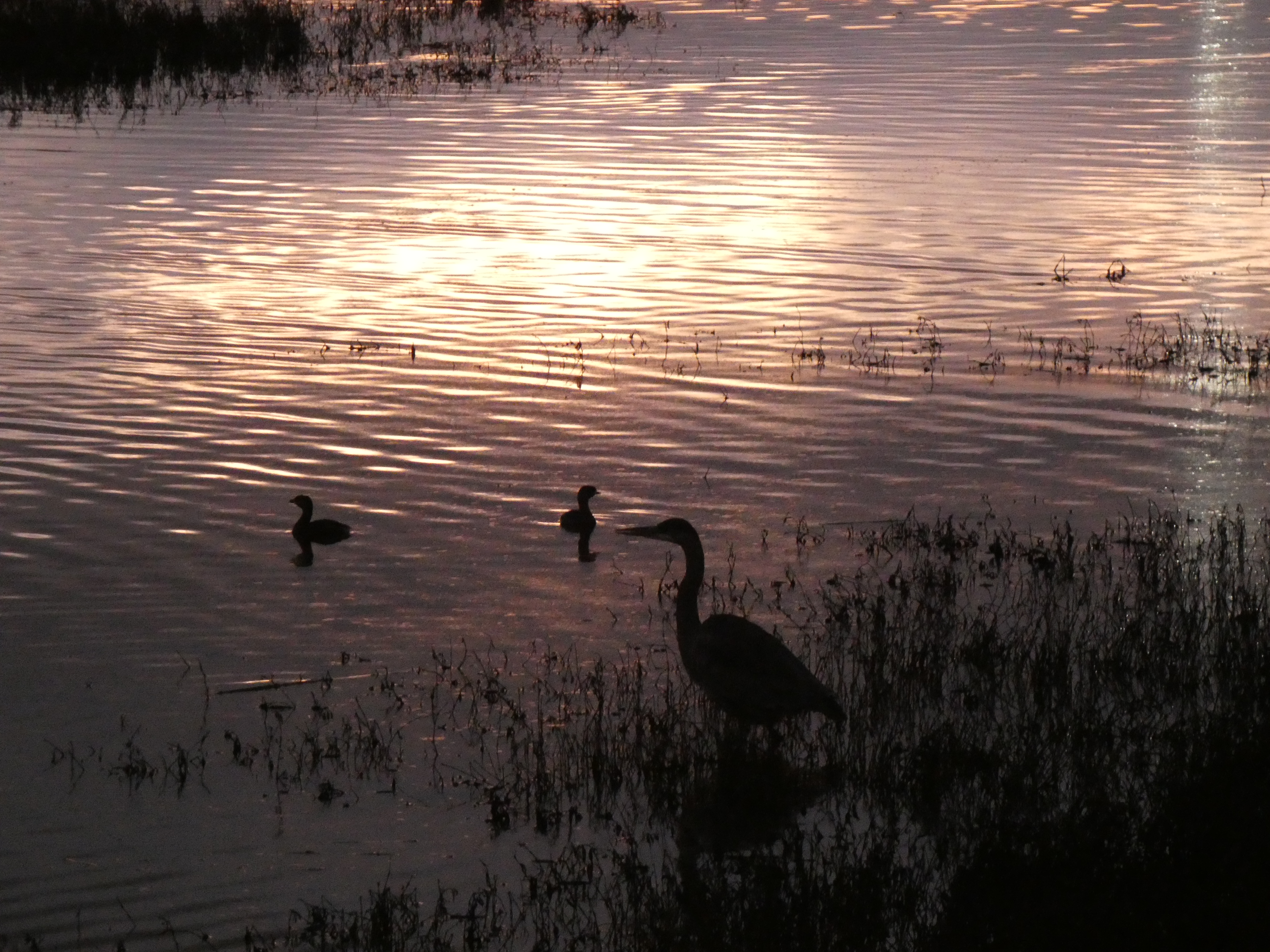 A heron and ducks are silhouetted against a wetland lit by the setting Sun.